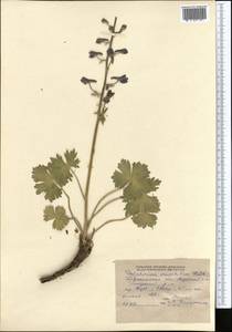 Delphinium oreophilum Huth, Middle Asia, Pamir & Pamiro-Alai (M2) (Tajikistan)