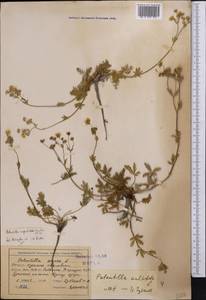Potentilla hirta subsp. hirta, Middle Asia, Northern & Central Tian Shan (M4) (Kyrgyzstan)