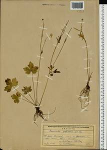 Ranunculus propinquus C.A.Mey., Eastern Europe, Northern region (E1) (Russia)