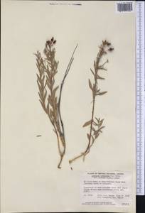 Comandra umbellata subsp. pallida (A. DC.) Piehl, America (AMER) (Canada)