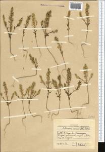 Aethionema carneum (Banks & Sol.) B. Fedtsch., Middle Asia, Western Tian Shan & Karatau (M3) (Uzbekistan)
