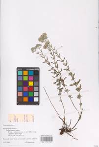 MHA 0 155 236, Teucrium polium L., Eastern Europe, Central forest-and-steppe region (E6) (Russia)
