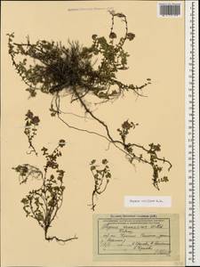 Thymus collinus M.Bieb., Caucasus, Krasnodar Krai & Adygea (K1a) (Russia)