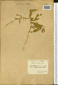 Spinulum annotinum subsp. dubium (Zoëga) J.H.Xue, Chepinoga & K.P.Ma, Siberia, Chukotka & Kamchatka (S7) (Russia)