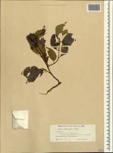 Celtis caucasica Willd., Caucasus, Armenia (K5) (Armenia)