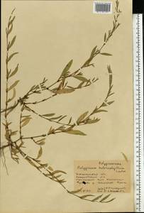 Polygonum aviculare subsp. aviculare, Eastern Europe, West Ukrainian region (E13) (Ukraine)