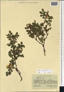 Rosa caryophyllacea Besser, Caucasus, Stavropol Krai, Karachay-Cherkessia & Kabardino-Balkaria (K1b) (Russia)