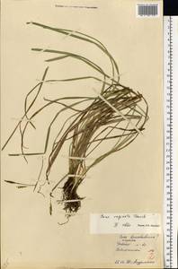 Carex vaginata Tausch, Eastern Europe, North Ukrainian region (E11) (Ukraine)