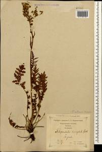 Filipendula vulgaris Moench, Caucasus, Georgia (K4) (Georgia)