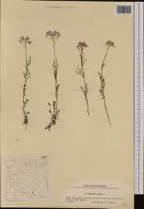 Cardamine pratensis L., Western Europe (EUR) (Poland)