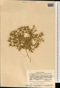 Ceratocarpus arenarius L., South Asia, South Asia (Asia outside ex-Soviet states and Mongolia) (ASIA) (Afghanistan)