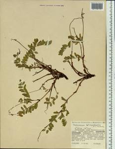 Hedysarum latibracteatum N.S.Pavlova, Siberia, Russian Far East (S6) (Russia)