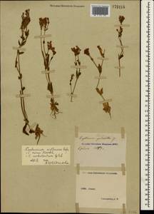 Centaurium erythraea Rafn, Crimea (KRYM) (Russia)