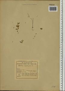 Epilobium palustre L., Eastern Europe, Northern region (E1) (Russia)