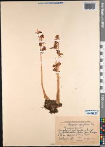 Epipogium aphyllum Sw., Siberia, Russian Far East (S6) (Russia)