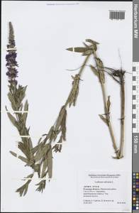 Lythrum salicaria L., Eastern Europe, Central region (E4) (Russia)