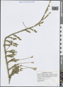 Lycopodium clavatum L., Siberia, Russian Far East (S6) (Russia)