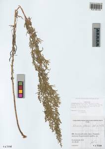 Artemisia glauca Pall. ex Willd., Siberia, Altai & Sayany Mountains (S2) (Russia)