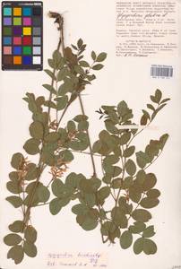 Glycyrrhiza glabra L., Eastern Europe, Lower Volga region (E9) (Russia)