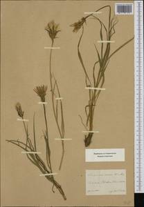 Podospermum roseum (Waldst. & Kit.) Gemeinholzer & Greuter, Western Europe (EUR) (Austria)