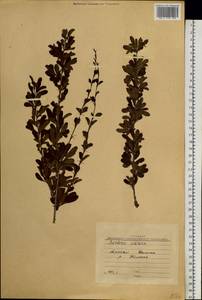 Berberis sibirica Pall., Siberia, Altai & Sayany Mountains (S2) (Russia)