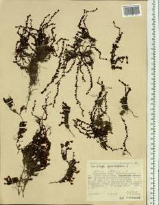 Saxifraga oppositifolia L., Siberia, Russian Far East (S6) (Russia)