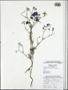 Delphinium consolida, Eastern Europe, Central region (E4) (Russia)