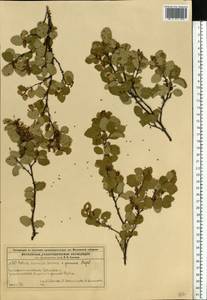 Betula humilis Schrank, Eastern Europe, Moscow region (E4a) (Russia)