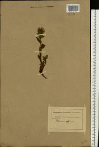 Pulmonaria obscura Dumort., Eastern Europe, Rostov Oblast (E12a) (Russia)
