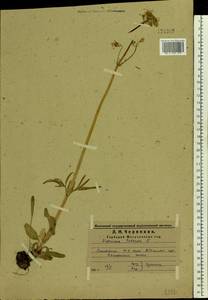 Valeriana tuberosa L., Eastern Europe, Middle Volga region (E8) (Russia)