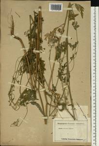 Torilis japonica (Houtt.) DC., Eastern Europe, Lower Volga region (E9) (Russia)