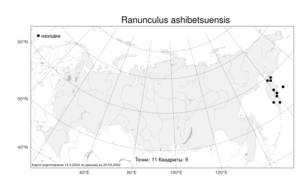 Ranunculus ashibetsuensis Wiegleb, Atlas of the Russian Flora (FLORUS) (Russia)