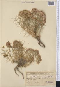 Acanthophyllum pungens (Bunge) Boiss., Middle Asia, Muyunkumy, Balkhash & Betpak-Dala (M9) (Kazakhstan)