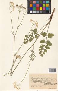 Pimpinella saxifraga L., Eastern Europe, Moscow region (E4a) (Russia)