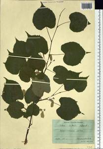 Tilia amurensis var. taquetii (C. K. Schneid.) Liou & H. L. Li, Siberia, Russian Far East (S6) (Russia)