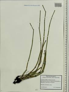 Equisetum hyemale L., Eastern Europe, North Ukrainian region (E11) (Ukraine)