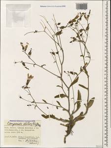Campanula sibirica subsp. elatior (Fomin) Fed., Caucasus, Dagestan (K2) (Russia)