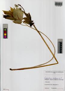 Aegopodium podagraria L., Siberia, Altai & Sayany Mountains (S2) (Russia)