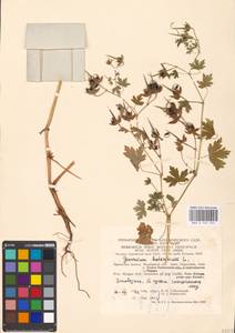 Geranium bohemicum L., Eastern Europe, Moscow region (E4a) (Russia)