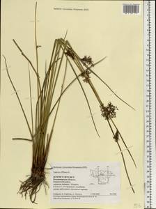 Juncus effusus L., Eastern Europe, Central region (E4) (Russia)