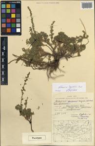 Artemisia davazamczii Darijma & Kamelin, Mongolia (MONG) (Mongolia)