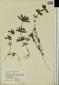 Galium odoratum (L.) Scop., Eastern Europe, Moscow region (E4a) (Russia)