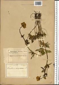 Trollius europaeus L., Eastern Europe, Northern region (E1) (Russia)