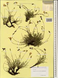 Campanula bellidifolia subsp. bellidifolia, Caucasus, North Ossetia, Ingushetia & Chechnya (K1c) (Russia)