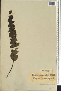 Rafnia acuminata (E.Mey.) G.J.Campb. & B.-E.van Wyk, Africa (AFR) (South Africa)