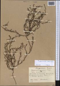 Polygonum polycnemoides Jaub. & Spach, Middle Asia, Western Tian Shan & Karatau (M3) (Kyrgyzstan)