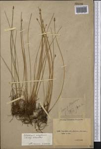 Eleocharis uniglumis (Link) Schult., Middle Asia, Northern & Central Kazakhstan (M10) (Kazakhstan)