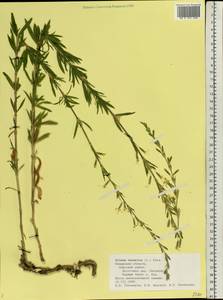 Silene tatarica (L.) Pers., Eastern Europe, Central region (E4) (Russia)