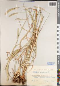 Phleum pratense L., Eastern Europe, North Ukrainian region (E11) (Ukraine)