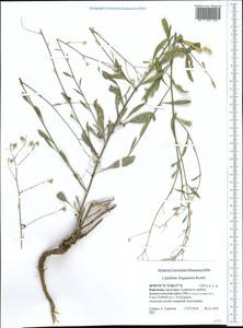 Lepidium ferganense Korsh., Middle Asia, Pamir & Pamiro-Alai (M2) (Kyrgyzstan)